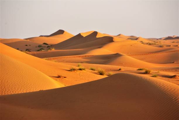 barchans-dunes-the-wahiba-sands-of-the-arabian-desert-at-dawn-picture-id833182462-1631894760