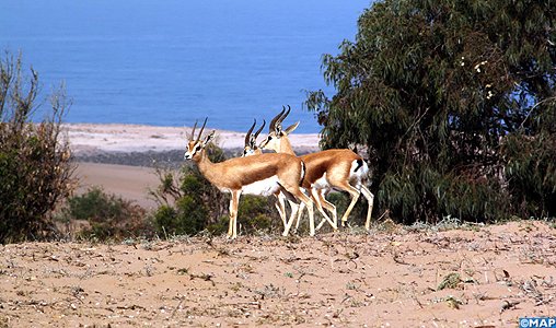 Parc national Souss Massa